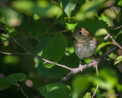 Catharus fuscescens