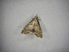 Diplopseustis perieresalis