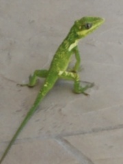 Anolis equestris