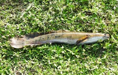 Channa aurolineata