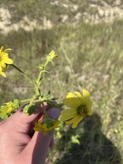 Silphium perplexum