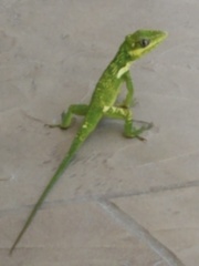 Anolis equestris