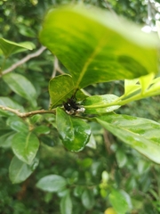 Apinae