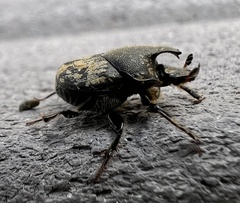 Onthophagus hecate