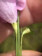 Agalinis linifolia