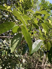 Nectandra coriacea