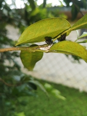 Apinae