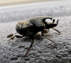 Onthophagus hecate