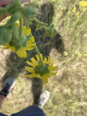 Silphium perplexum