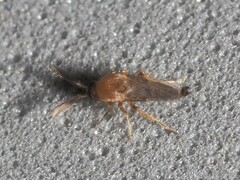 Forcipomyia glauca