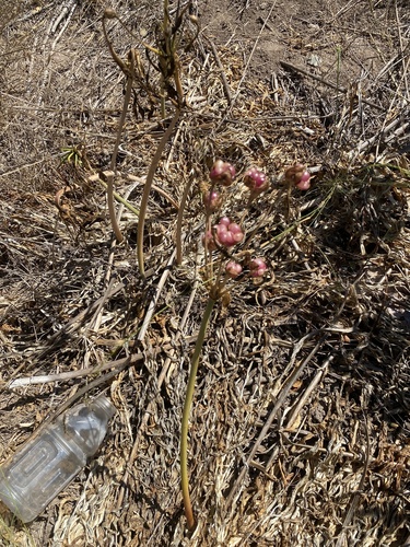 iNaturalist observation photo of Belladonna Lily