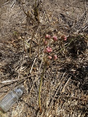 Amaryllis belladonna