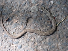 Natrix tessellata