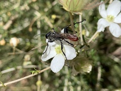 Sphecinae