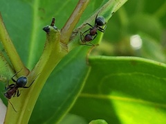 Camponotus planatus