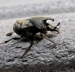 Onthophagus hecate