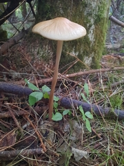 Oudemansiella radicata