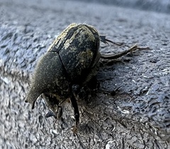 Onthophagus hecate