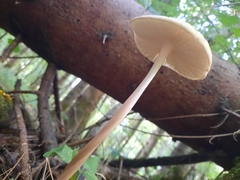 Oudemansiella radicata