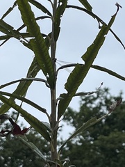 Chalcolestes viridis