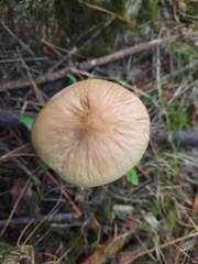 Oudemansiella radicata