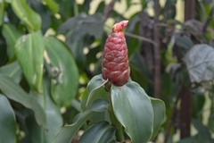 Costus spiralis