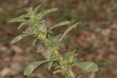 Amaranthus blitoides