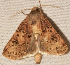 Agrotis lata