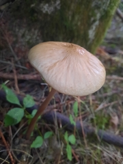 Oudemansiella radicata
