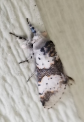 Furcula scolopendrina