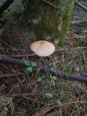 Oudemansiella radicata