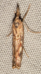 Agriphila cyrenaicellus