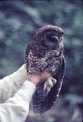 Strix occidentalis