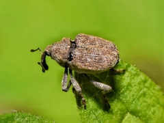 Parethelcus pollinarius