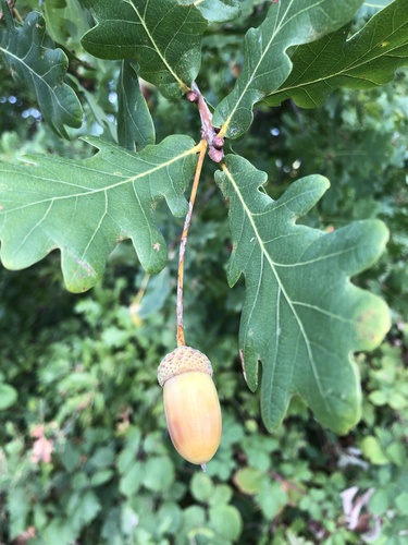 Paprastasis ąžuolas nuotrauka
