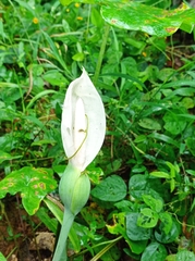 Caladium bicolor