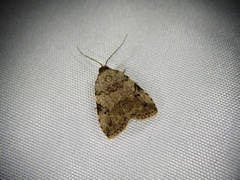 Neachrostia bipuncta