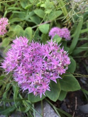 Hylotelephium spectabile