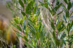 Laurophyllus capensis