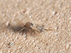 Polypedilum scalaenum