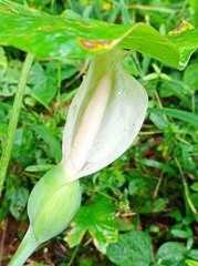 Caladium bicolor