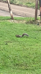 Sciurus carolinensis
