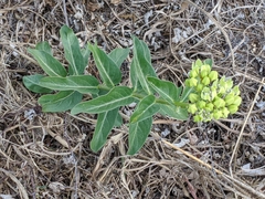 Asclepias viridis