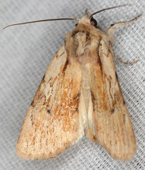 Setagrotis pallidicollis