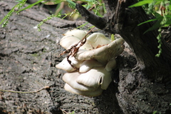 Pleurotus populinus