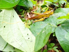 Xyleus discoideus