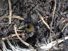Limacus