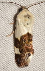 Acontia lucida