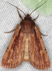 Tesagrotis corrodera