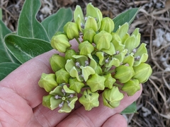 Asclepias viridis